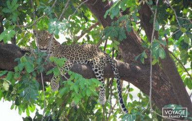 big five leopard voyage safari botswana en famille
